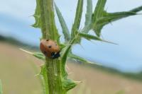Coccinella septempunctata