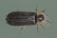 Lampyris noctiluca