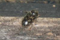 Heterocerus