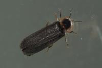 Lampyris noctiluca