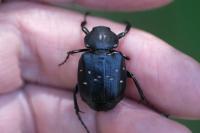Gnorimus variabilis