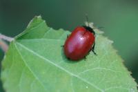 Chrysomela populi