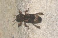 Gasterocercus depressirostris