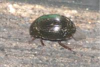 Hydrobius fuscipes