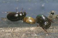 Hydrobius fuscipes