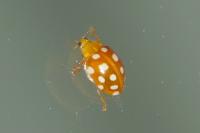 Halyzia sedecimguttata