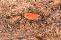 Lygistopterus sanguineus