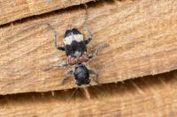 Clerus mutillarius