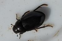 Hydrochara caraboides