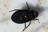 Hydrochara caraboides
