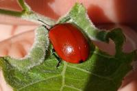 Chrysomela populi