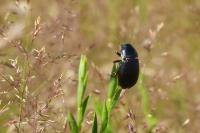 Zabrus tenebrioides