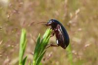 Zabrus tenebrioides