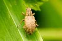 Sitona macularius