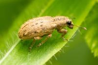 Sitona macularius