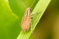 Sitona