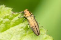 Agrilus