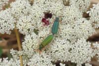 Cerocoma schaefferi