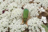 Cerocoma schaefferi