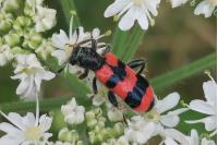 Trichodes apiarius