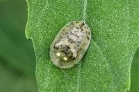 Cassida nebulosa