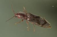 Stenagostus rhombeus