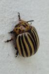 Leptinotarsa decemlineata
