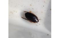 Hydaticus seminiger