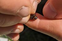 Hydaticus transversalis
