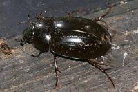 Hydrochara caraboides