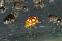 Vibidia duodecimguttata