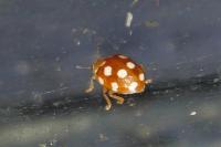 Vibidia duodecimguttata