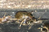 Berosus
