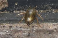 Berosus