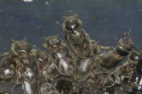 Heterocerus fenestratus
