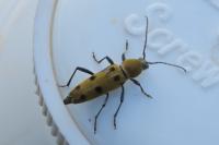 Chlorophorus glabromaculatus