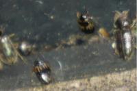 Hydroglyphus geminus
