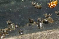 Heterocerus fenestratus