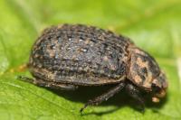Trox hispidus