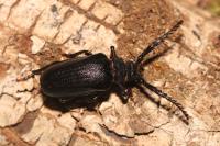 Prionus coriarius