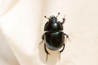 Anoplotrupes stercorosus
