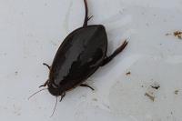Cybister lateralimarginalis