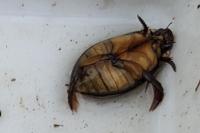 Cybister lateralimarginalis