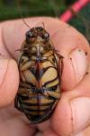 Dytiscus circumflexus