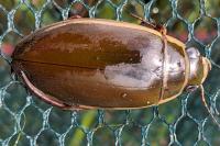 Dytiscus circumflexus