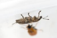Tanymecus palliatus