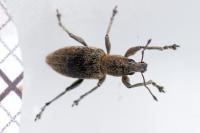 Tanymecus palliatus