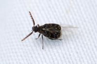 Bruchidius varius