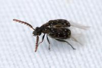 Bruchidius varius