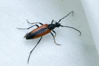 Stenurella melanura